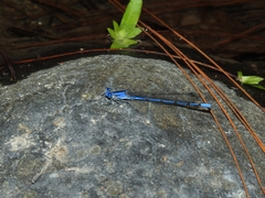 Argia lacrimans