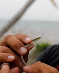 Oxybelis potosiensis