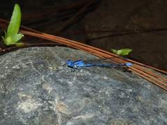 Argia lacrimans