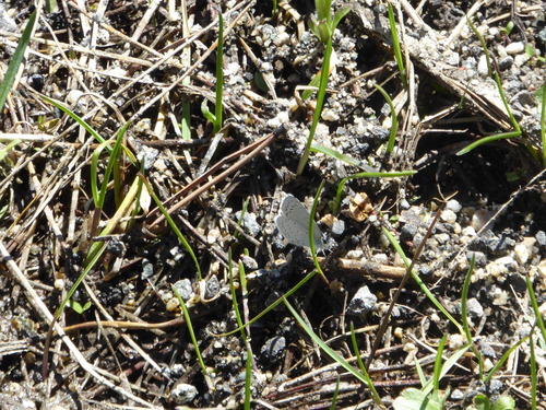 iNaturalist observation photo of Echo Azure