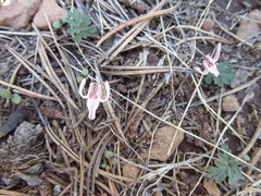 Dicentra uniflora