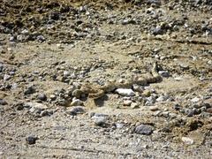 Crotalus oreganus