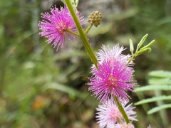 Mimosa diplotricha
