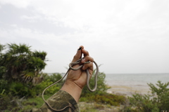 Oxybelis potosiensis