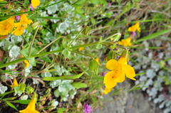 Erythranthe microphylla