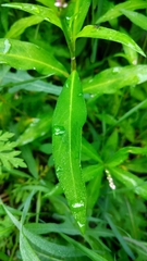 Persicaria maculosa