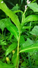 Persicaria maculosa