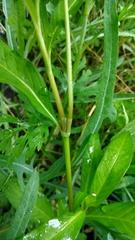Persicaria maculosa