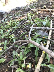 Erythronium pusaterii