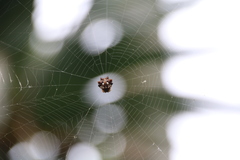 Thelacantha brevispina