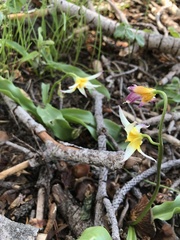 Erythronium pusaterii