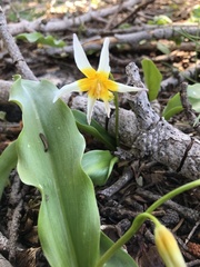 Erythronium pusaterii