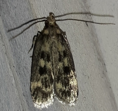 Martyringa latipennis