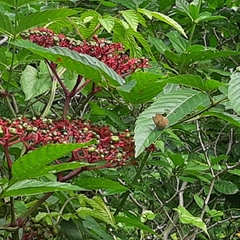 Anthene emolus goberus