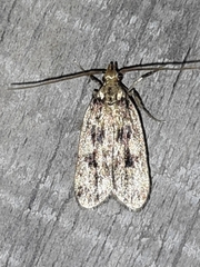 Martyringa latipennis