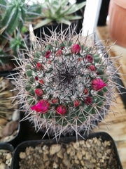 Mammillaria polythele