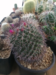Mammillaria polythele