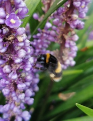 Bombus terrestris
