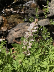 Corydalis caseana caseana