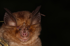 Rhinolophus euryale