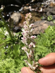 Corydalis caseana caseana