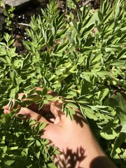 Corydalis caseana caseana