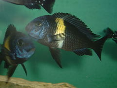 White-Spotted Cichlid photo 2