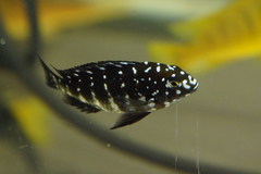White-Spotted Cichlid photo 3