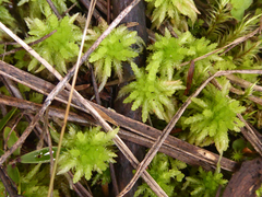 Sphagnum cristatum