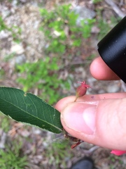 Amelanchier bartramiana