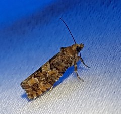 Eucopina tocullionana