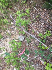 Amelanchier bartramiana