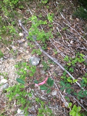 Amelanchier bartramiana