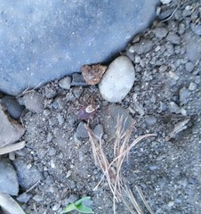 Dermacentor andersoni