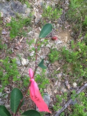 Amelanchier bartramiana