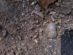 Dermacentor andersoni