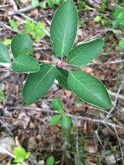 Amelanchier bartramiana