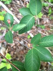 Amelanchier bartramiana