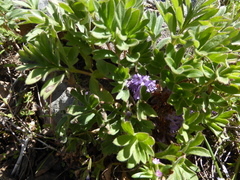 Hydrophyllum alpestre