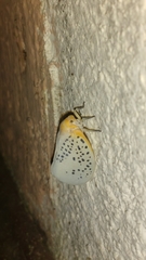 Poekilloptera