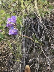 Penstemon gormanii