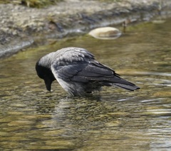 Corvus cornix