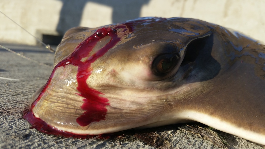 Bat Ray from Marin County, CA, USA on August 25, 2015 at 07:00 PM by ...