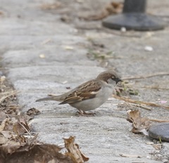 Passer domesticus