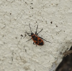 Pyrrhocoris apterus