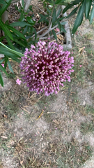 Allium ampeloprasum