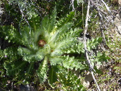 Cirsium scariosum