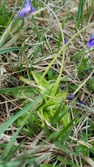 Pinguicula