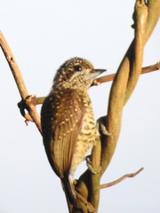 Picumnus exilis