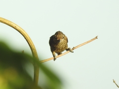 Picumnus exilis